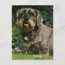 Search for wire haired dachshund postcards Sitting