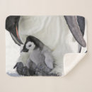 Search for emperor blankets Bird