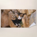 Search for curious cat Pet