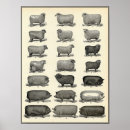 Search for vintage farm animal posters Animals