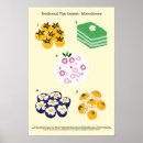 Recherche de nourriture asiatique posters Dessert