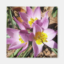 Search for spring crocus magnets Crocuses