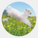 Search for easter lamb stickers Colourful