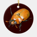 Recherche de scarabée ornements Insectes