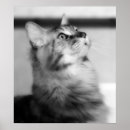 Search for black felines posters Photograph