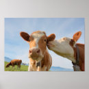 Recherche de humour vache posters Bétail