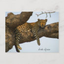 Search for big five postcards Wildlife
