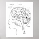Recherche de organe anatomie posters Médical