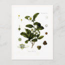 Recherche de camélias cartes postales Jardinage
