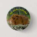 Search for guinea pig buttons Cavy