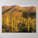 Search for saguaro national park posters Southwest