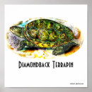 Search for diamondback art Turtle