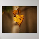 Search for water drops leafs posters Leaves