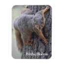 Recherche de écureuils magnets Drôle
