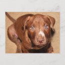 Recherche de chiot pitbull cartes postales Mignon