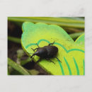 Search for beetles postcards Bugs