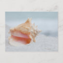 Recherche de coquilles de conque cartes postales Sable