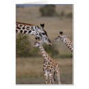 Recherche de safari africain cartes postales Travel