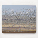 Search for migration mousepads Bird