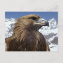 Search for eagle stuff postcards Wild