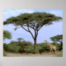 Recherche de okavango posters Safari