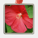 Search for magenta ornaments Nature