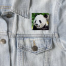 Search for panda square buttons Animal photography