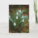Search for snowdrop flower cards Photography