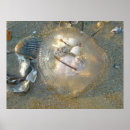 Recherche de coquilles posters Obus