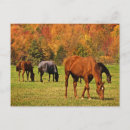 Search for equestrian postcards Country