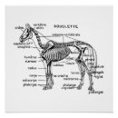 Recherche de squelettes animaux posters Anatomie