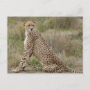 Search for acinonyx jubatus postcards Nature