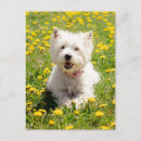 Recherche de pissenlit cartes postales Animal