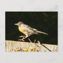 Search for early bird postcards Wildlife