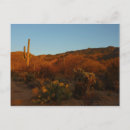 Search for desert sunset postcards Cacti