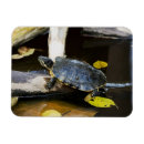 Search for pond turtle magnets Animal