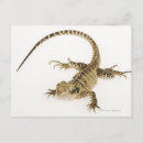 Search for native horizontal postcards Animal
