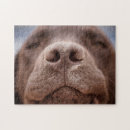 Search for chocolate labrador puzzles Cute