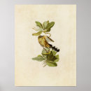 Search for cuckoo posters Audubon