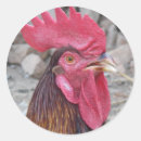 Search for fowls stickers Feather