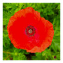 Search for bright flowers posters Petals