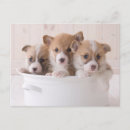 Recherche de corgi cartes postales Animal de compagnie
