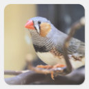 Search for finch stickers Cute