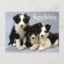 Recherche de border collie anniversaire cartes Birthday