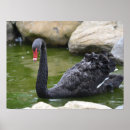 Recherche de black swan Nature
