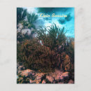 Recherche de plongeurs cartes postales Corail
