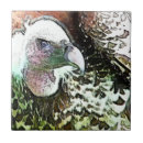 Recherche de rapace carreaux Animaux