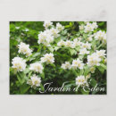 Search for jasmin cards invites Garden