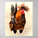 Search for rooster posters Bird