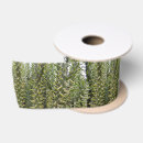 Recherche de cactus rubans Plante
